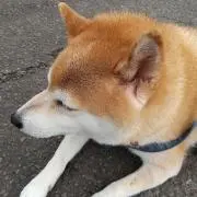 こたママの画像