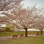 みっこ