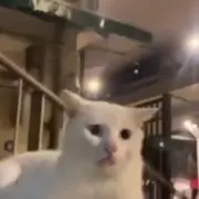 そりゃないぜ明智の画像
