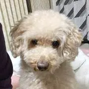 いくら