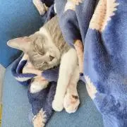 きなこ