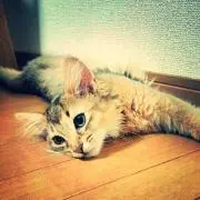 にゃんた