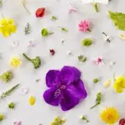 ポポロンの画像