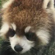 ぎんなん