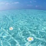 Dear Dear複数購入お値引きしますの画像