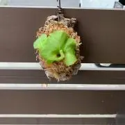盆栽の画像