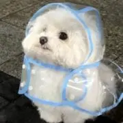 Lynnの画像
