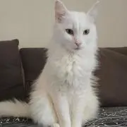 MIRIの画像