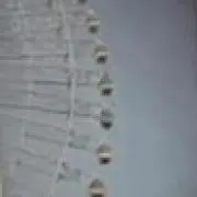 れもんの画像
