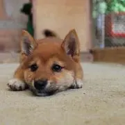 たろう