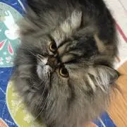 まょまょの画像