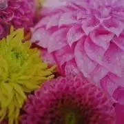 koko-meru