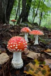 たんたんタヌキの画像