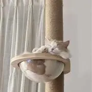 nekoの画像