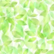 Feuilleの画像