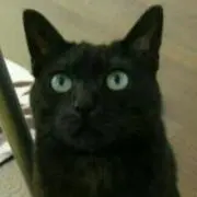 ネコ500の画像