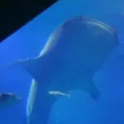 haruの画像