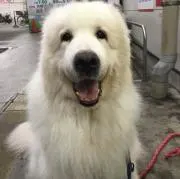 めぐの画像