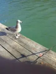 七色オタマ