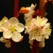 まるまりの画像