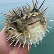 ひで