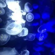ぴーち