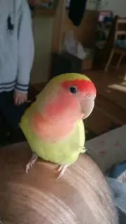 さくらの画像