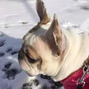 デンデン