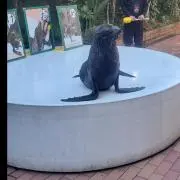 ぱぴこの画像