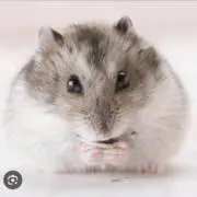 あさいんの画像