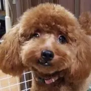 ニッシー