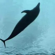 イルカの画像
