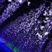 あみの画像