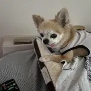 ひめの画像