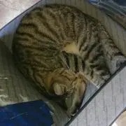 こなつ