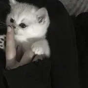 ♡⸝⸝‪の画像