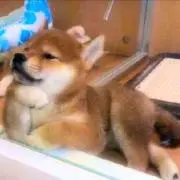 ツボミの画像