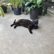 がったんの画像