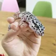 goukaの画像