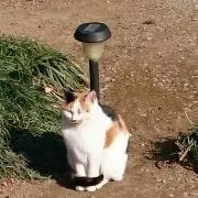 ミッチーの画像