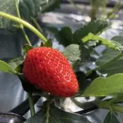 イチゴ農家　ちょろこの画像