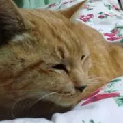 ねこげんきの画像