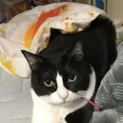 うさぎさん