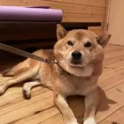 たまこて