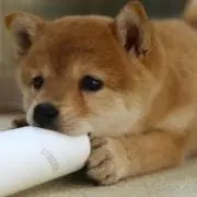 H・Kの画像