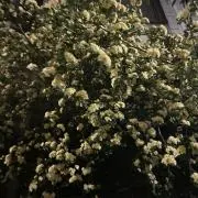 nの画像