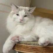 さや