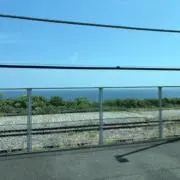 パンダの画像