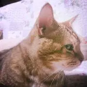 ポンコの画像