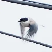 くりの画像